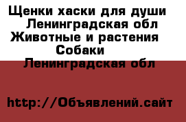 Щенки хаски для души  - Ленинградская обл. Животные и растения » Собаки   . Ленинградская обл.